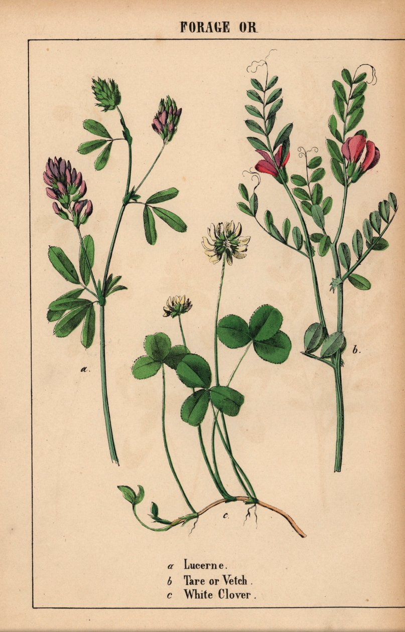 Luzerni, taara tai virna ja valkoinen apila  , julkaisusta "The Instructive Picturebook, or Lessons from the Vegetable World", [Charlotte Mary Yonge], Edinburgh tekijältä English School