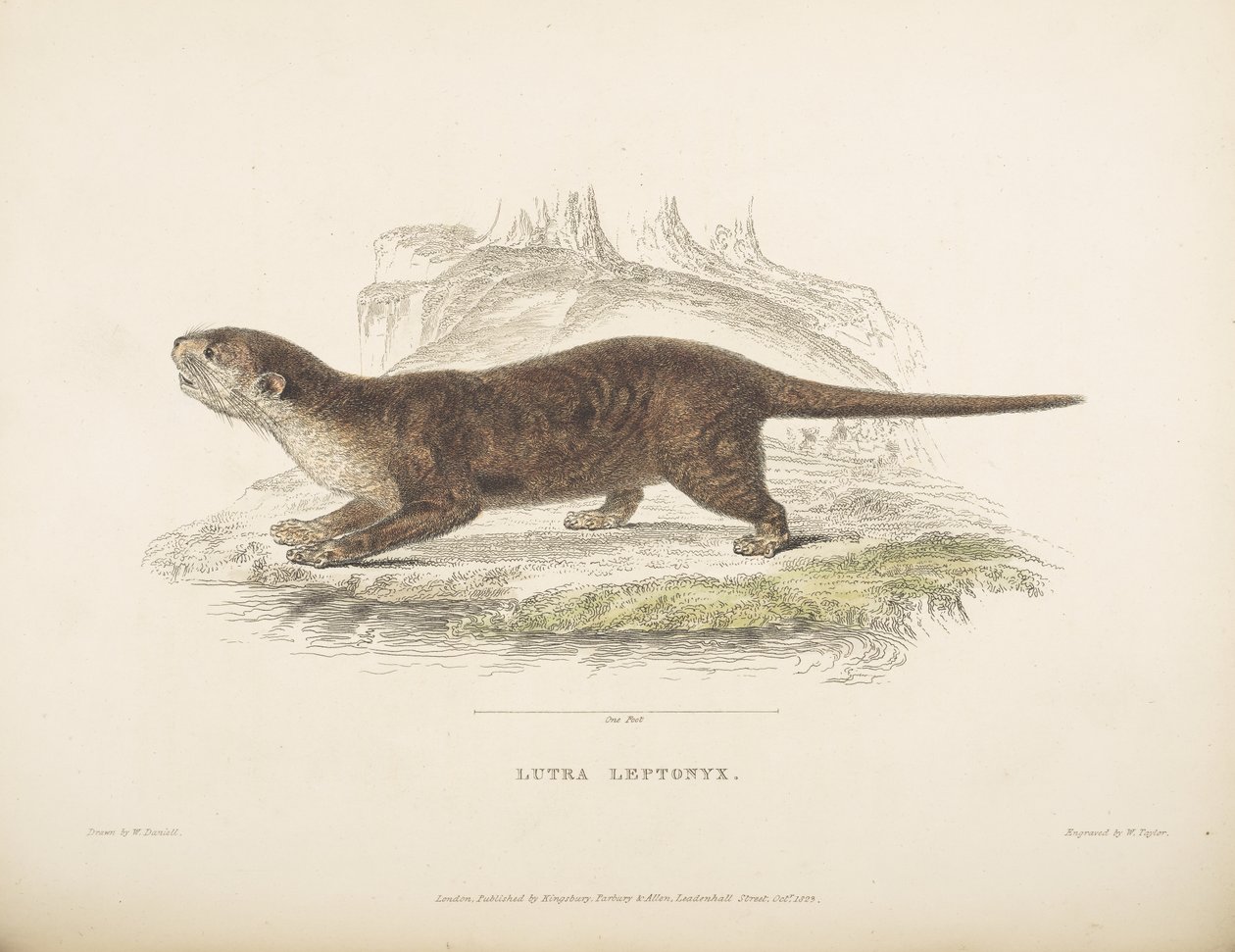 Thomas Horsfieldin Lutra Leptonyx teoksesta Zoological Researches in Java and Neighboring Islands tekijältä English School
