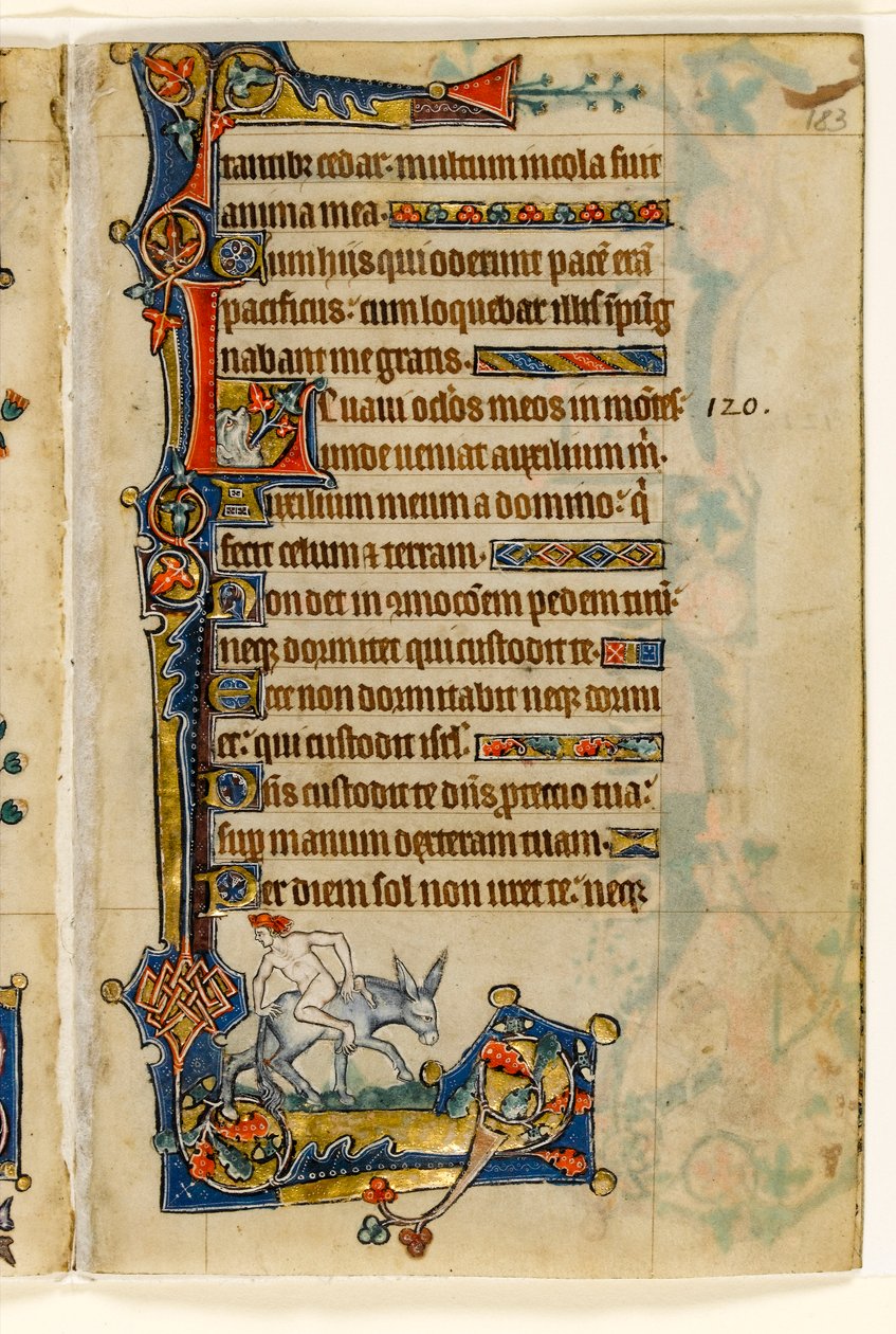 MS 1-2005, fol. 183r: Mies ratsastaa taaksepäin, marginaalinen koristelu Macclesfield Psalterista, Use of Sarum, East Anglia, n. 1330 tekijältä English School