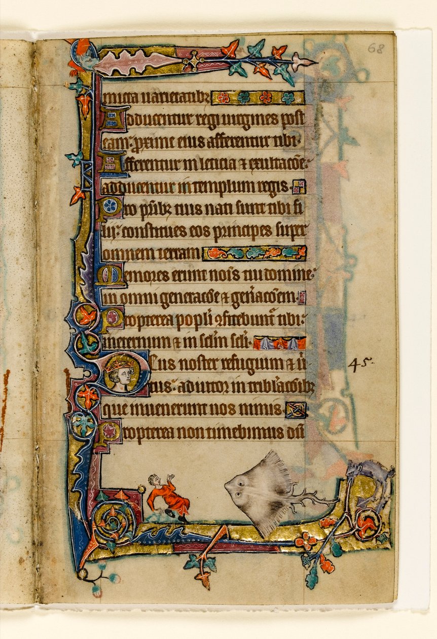 MS 1-2005, fol. 68r: The Giant Skate, marginaalinen koristelu Macclesfield Psalterista, Use of Sarum, East Anglia, n.1330 tekijältä English School