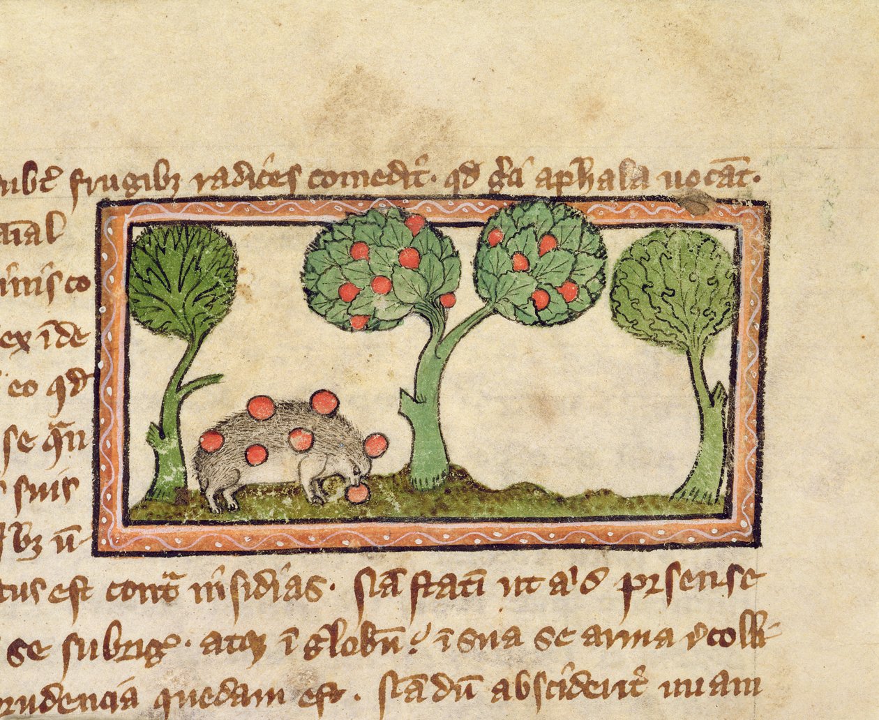 MS 379 f.13r Siili poimimassa omenoita, yksityiskohta Bestiarysta, englanninkielinen. tekijältä English School