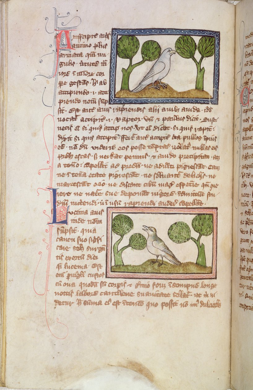 MS 379 f.22v Tekstisivu, jossa on valkoinen haukka ja yökkönen, Bestiarysta (vellum). tekijältä English School