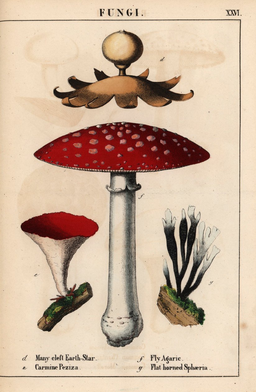 Monihalkoinen maatähti Geastrum, karmiini Peziza, kärpäsherukka Amanita muscaria ja litteäsarviiset sphaeria-sienet.   , julkaisusta "The Instructive Picturebook, or Lessons from the Vegetable World", [Charlotte Mary Yonge], Edinburgh tekijältä English School