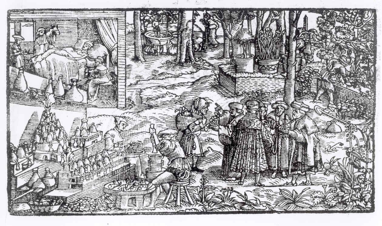 Lääkekasvien viljely, 1531 tekijältä English School