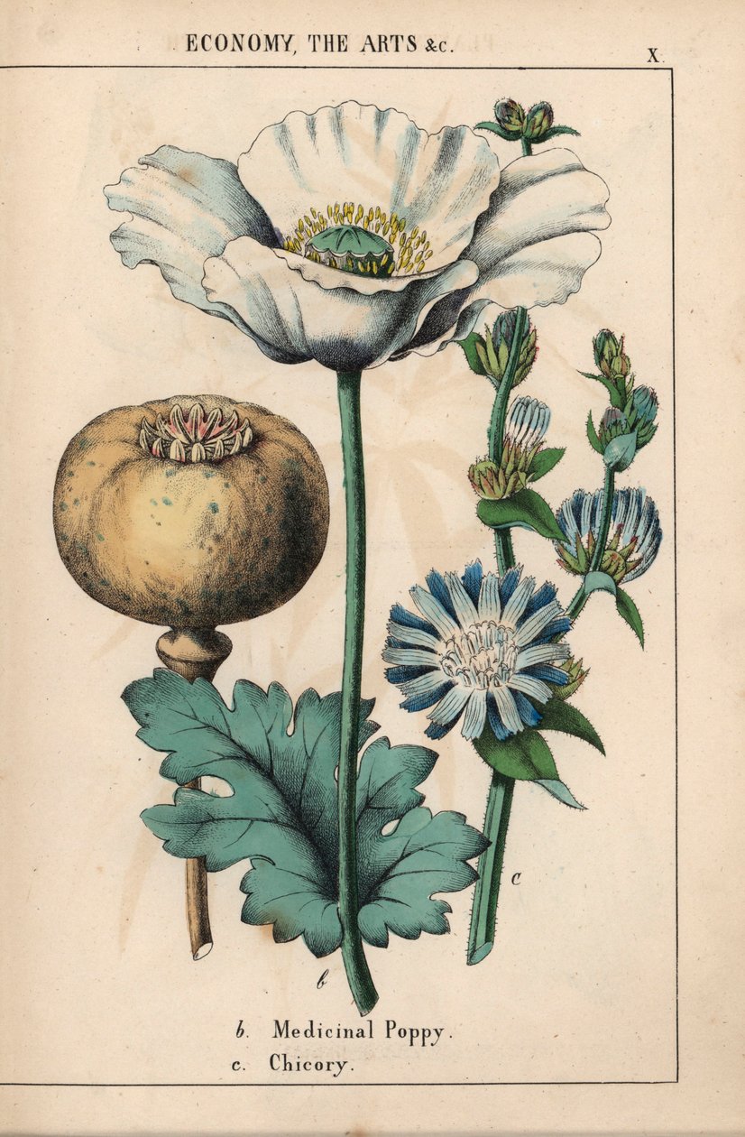 Lääkeunikon valkoinen kukka ja kypsä kapseli ja sininen sikurikukka, kirjasta "The Instructive Picturebook, or Lessons from the Vegetable World", [Charlotte Mary Yonge], Edinburgh tekijältä English School