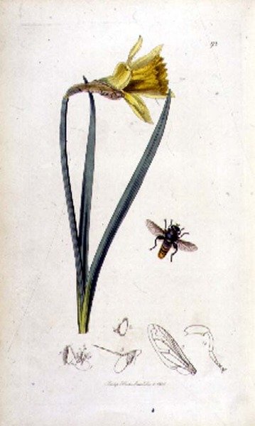 Merodon clavipes (hover fly) ja narsissi, pubi. John Curtis teoksessa "British Entomology" 1823-40 (värikaiverrus) tekijältä English School