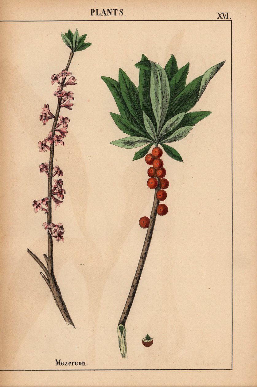 Mezereon punaisilla marjoilla ja vaaleanpunaisilla kukilla.  , julkaisusta "The Instructive Picturebook, or Lessons from the Vegetable World", [Charlotte Mary Yonge], Edinburgh tekijältä English School