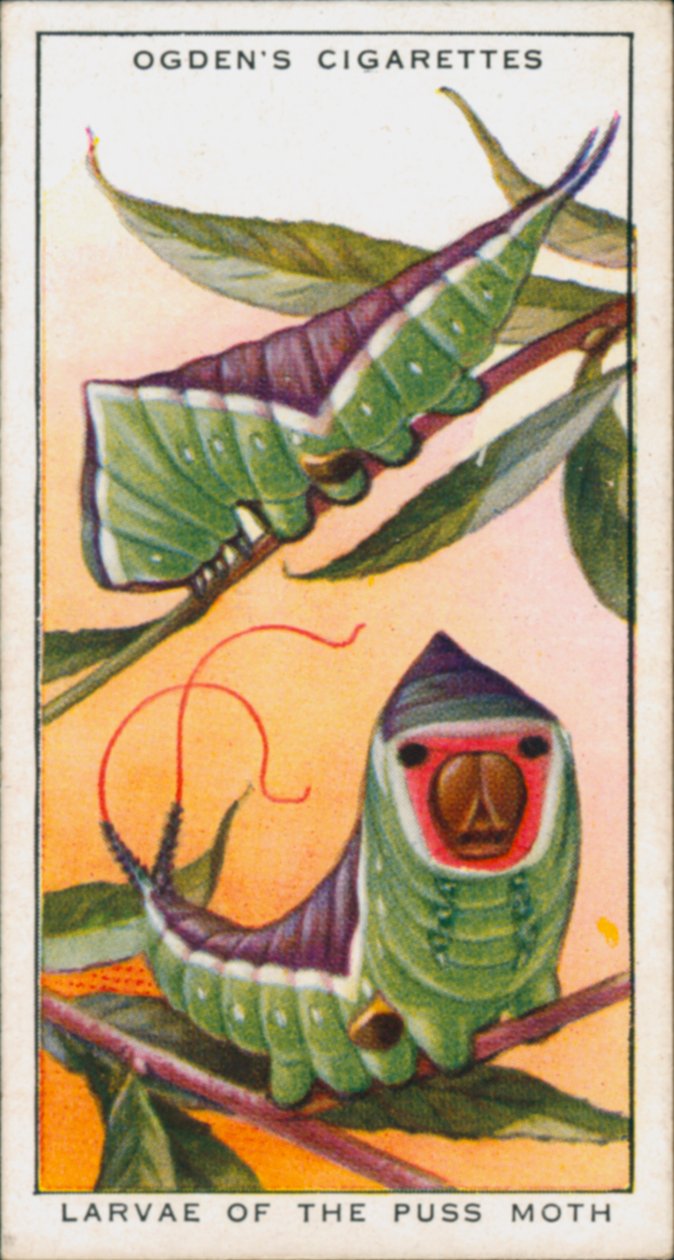 Mimicry for Protection, Insects, Larvae of the Puss Moth (värilitografia). tekijältä English School