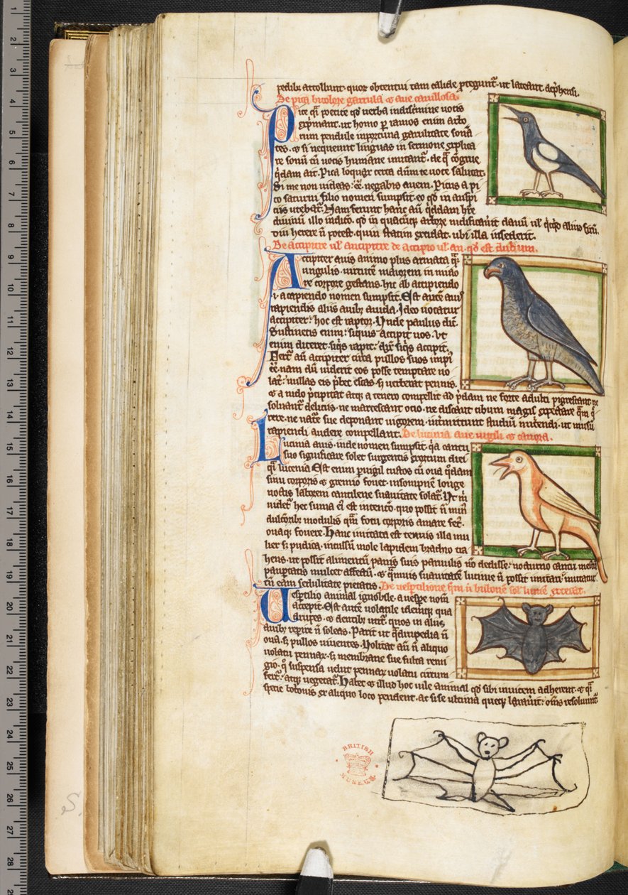 Lintujen miniatyyrit ja lepakkopiirros teologisista sekalaisista, mukaan lukien Summa de vitiis, Harley 3244, f.55v, n.1236-50 (vellum) tekijältä English School
