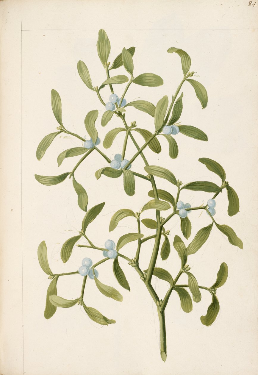 Misteli. Puoliloinen kasvi, n. 1664 (litho) tekijältä English School