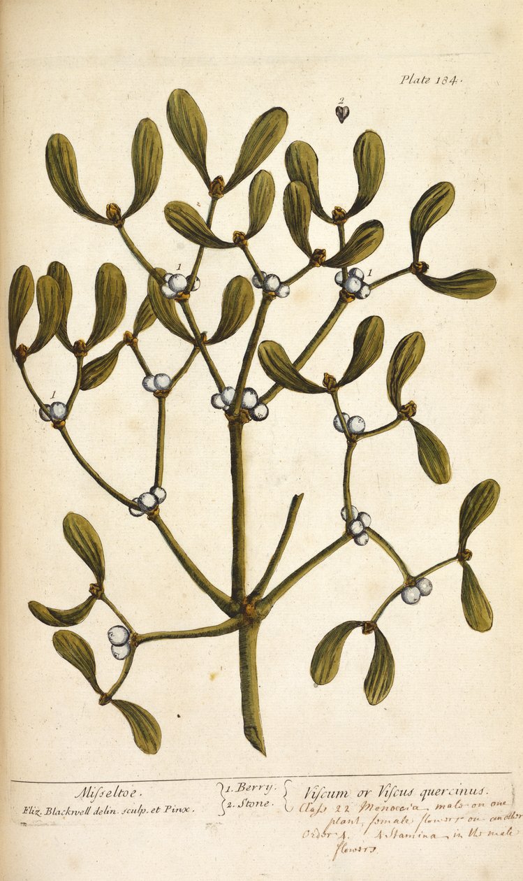 Misteli, Elizabeth Blackwellin teoksesta A Curious Herbal... tekijältä English School