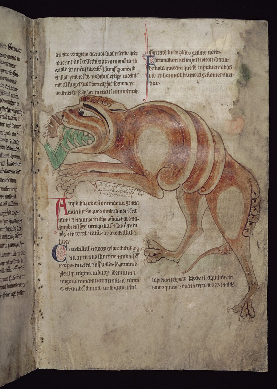 Ms.254 f.24 r Cocodrillus nielee miestä tekijältä English School