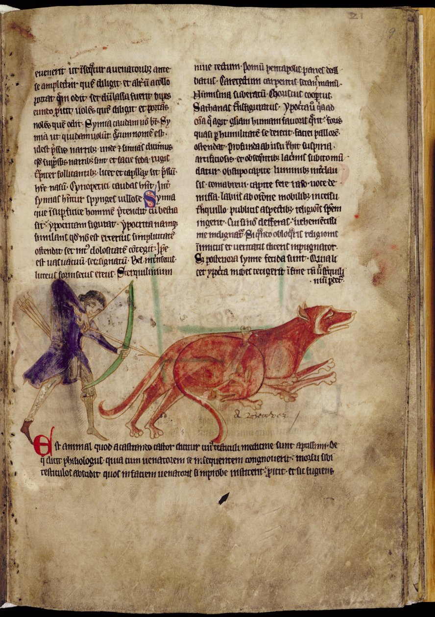 Ms 254, f.19r: Metsästäjä, joka tähtää nuolella kahteen majavaan, Bestiarysta, 1200-luvun alku (pergamentti) tekijältä English School