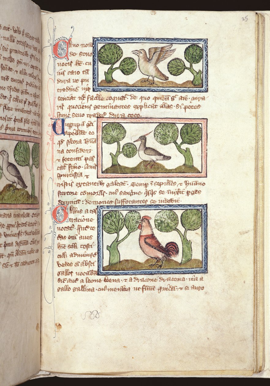 Ms 379, f.25r: Kolme lintua maassa, Bestiarysta, 1300-luvun alku (pergamentti) tekijältä English School
