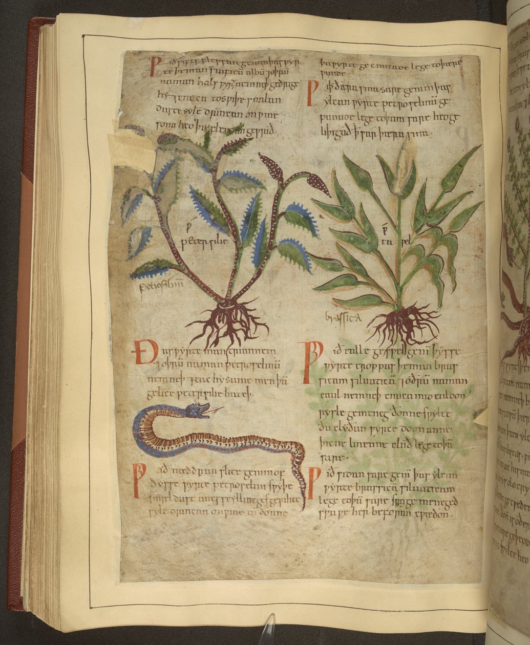 Ms. Cotton Vitellius C.III fol.56v Kuvituksia Petersilestä, Cawelista ja käärmeestä, vanhasta englantilaisesta yrtistä, alun perin Apuleius (123-80 jKr), 1000-luvun alku (vellum) tekijältä English School