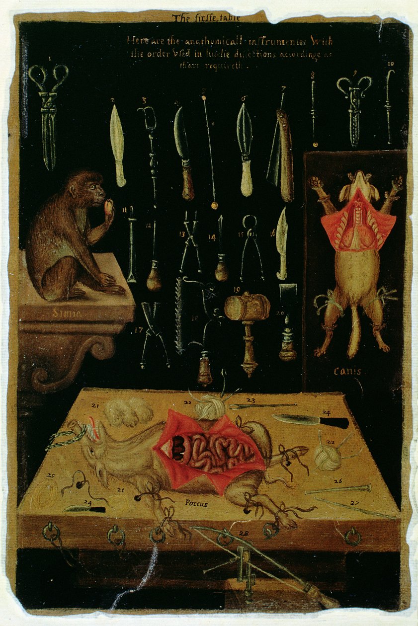 Ms Hunter 364 Taulukko I Dissektioinstrumentit, Anatomical Tables, John Banister (1540-1610) (öljy ruskealle paperille) tekijältä English School