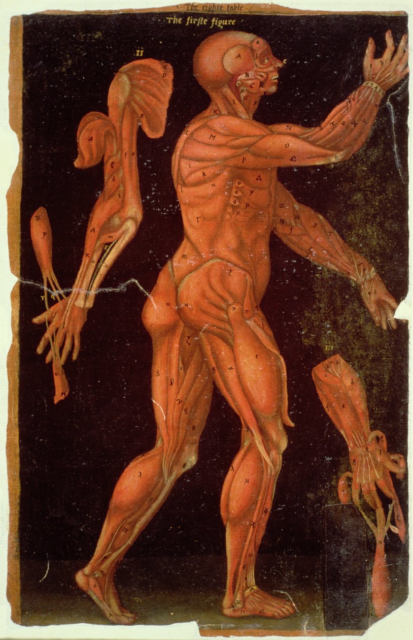 Ms Hunter 364 Taulukko VIII dissektio, anatomisista taulukoista, kirjoittanut John Banister (1540-1610) (öljy ruskealle paperille) tekijältä English School