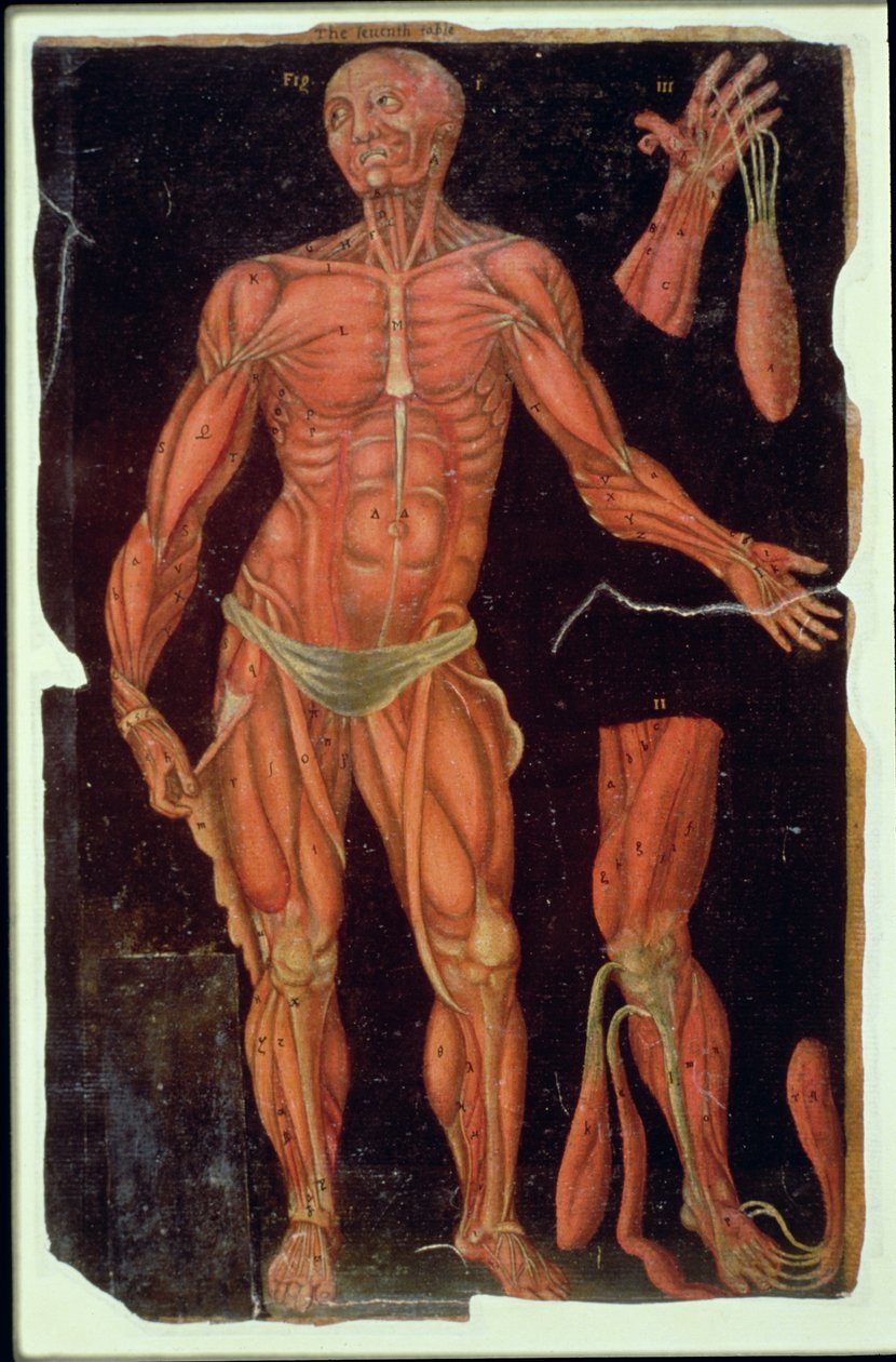 Ms Hunter 364 Taulukon VII dissektio, Anatomical Tables -julkaisusta, kirjoittanut John Banister (1540-1610) (öljy ruskealle paperille) tekijältä English School