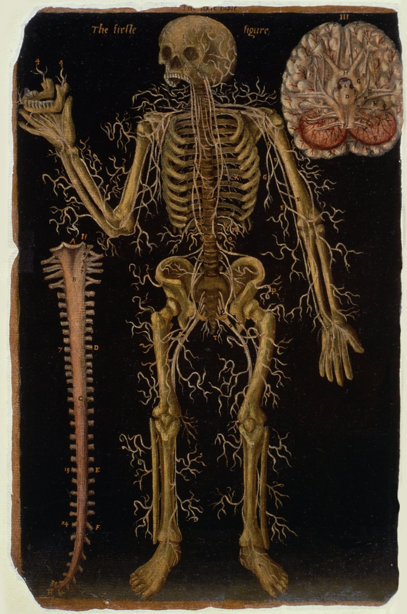 Ms Hunter 364 Taulukon VI dissektio, Anatomical Tables -julkaisusta, John Banister (1540-1610) (öljy ruskealle paperille) tekijältä English School