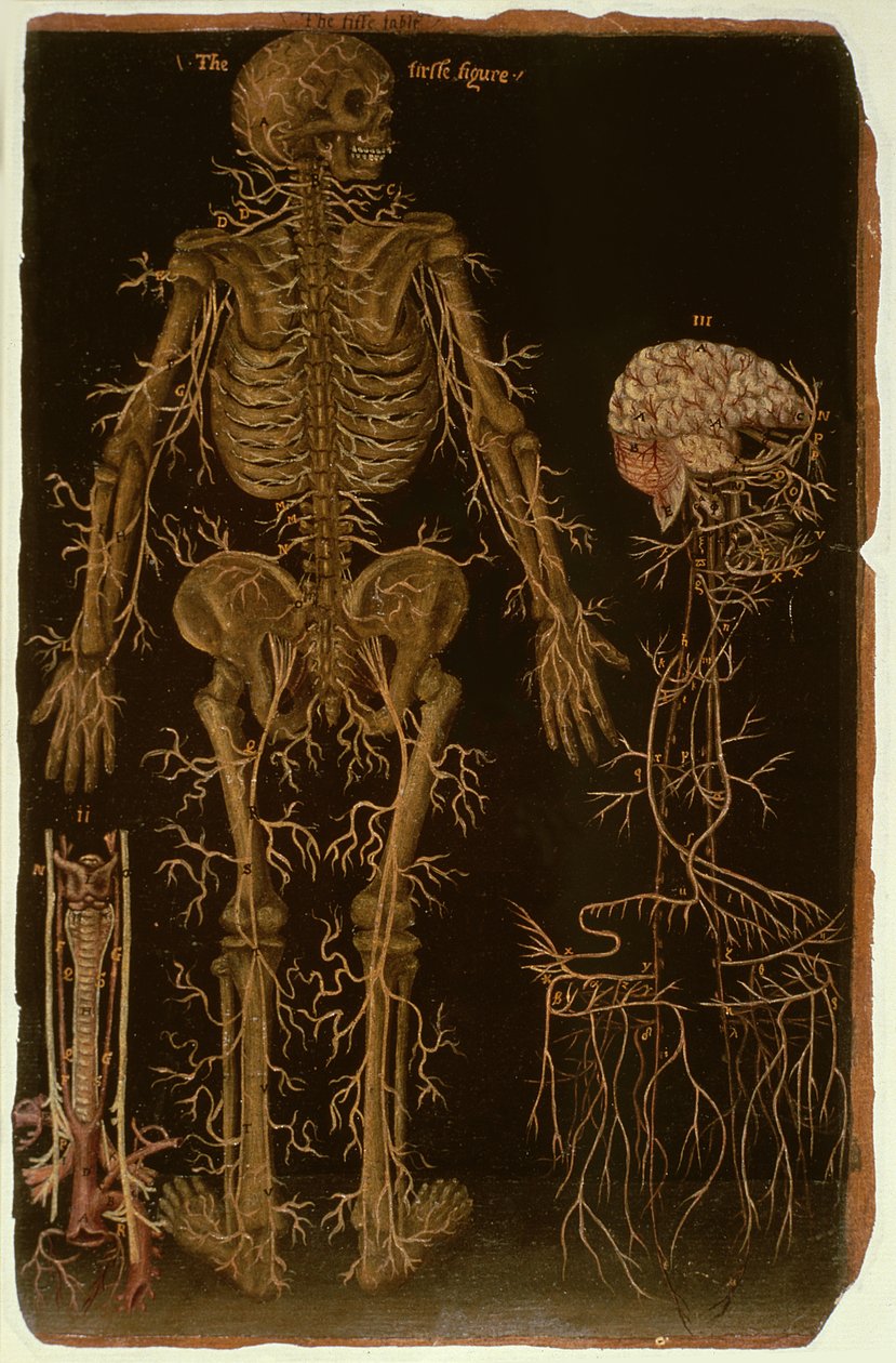 Ms Hunter 364 Table V Dissectio, Anatomical Tables -julkaisusta, kirjoittanut John Banister (1540-1610) (öljy ruskealle paperille) tekijältä English School