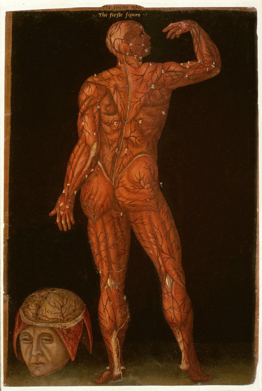 Ms Hunter 364 Taulukko X Dissektio, Anatomical Tables, John Banister (1540-1610) (öljy ruskealle paperille) tekijältä English School