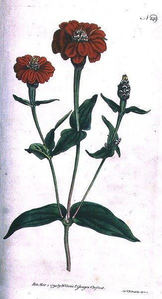 Monikukkainen Zinnia (Zinnia multiflora), levy 149 William Curtisin "The Botanical Magazinesta" (tai "Flower Garden Displayed"), kaiverrettu F. Sansom, pub. 1792 (kaiverrus) tekijältä English School