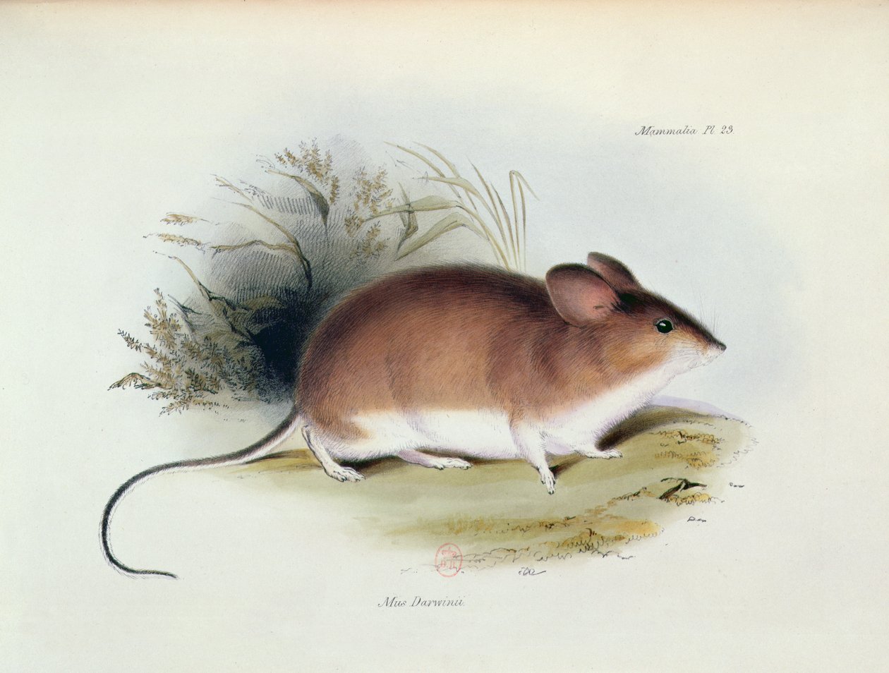 Mus Darwinii, kuvitus teoksesta The Zoology of the Voyage of H.M.S. Beagle, 1832-36, kirjoittanut Charles Darwin (1809-92), 1840 tekijältä English School