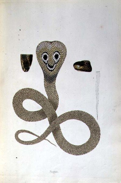 Nagoo Snake julkaisusta "An Account of Indian Serpents collection from Coast of Coromandel", kirjoittaja Patrick Russell, Lontoo tekijältä English School