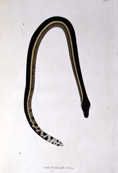 Nalla Wahlagillee Pam Snake elokuvasta "An Account of Indian Serpents collection from the Coast of Coromandel", kirjoittaja Patrick Russell, Lontoo tekijältä English School