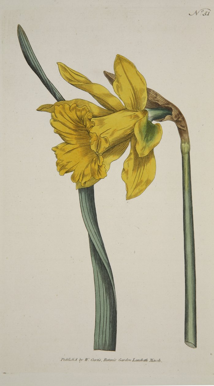 Narcissus Major (suuri narsissi), The Botanical Magazine tai Flower Garden Näytä, pub. 1793 (käsinvärinen kaiverrus) tekijältä English School