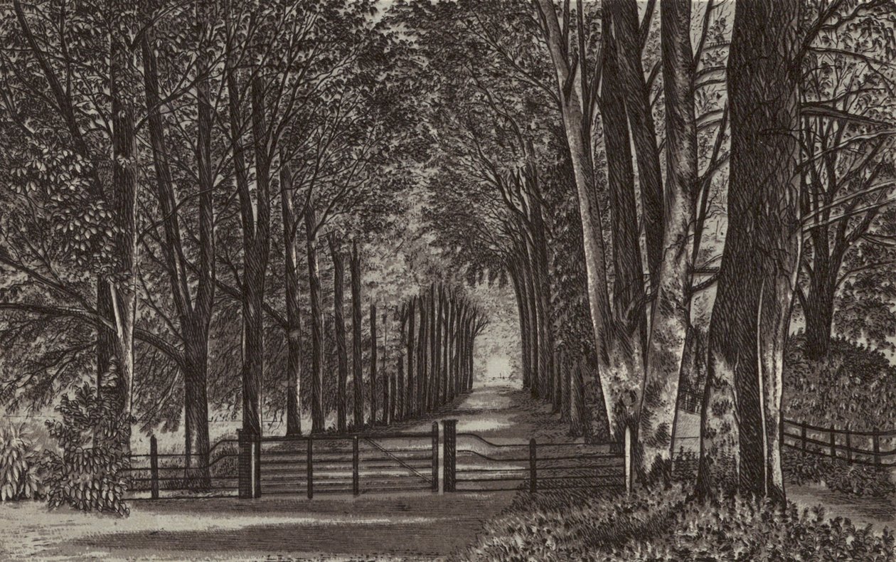 Newbury: Avenue, Highclere Park (litografia). tekijältä English School