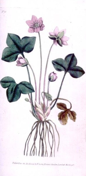 Noble Liverwort (Anemone hepatica), levy 10 William Curtisin "The Botanical Magazinesta" (tai "Flower Garden Displayed"), pub. 1787 (kaiverrus) tekijältä English School