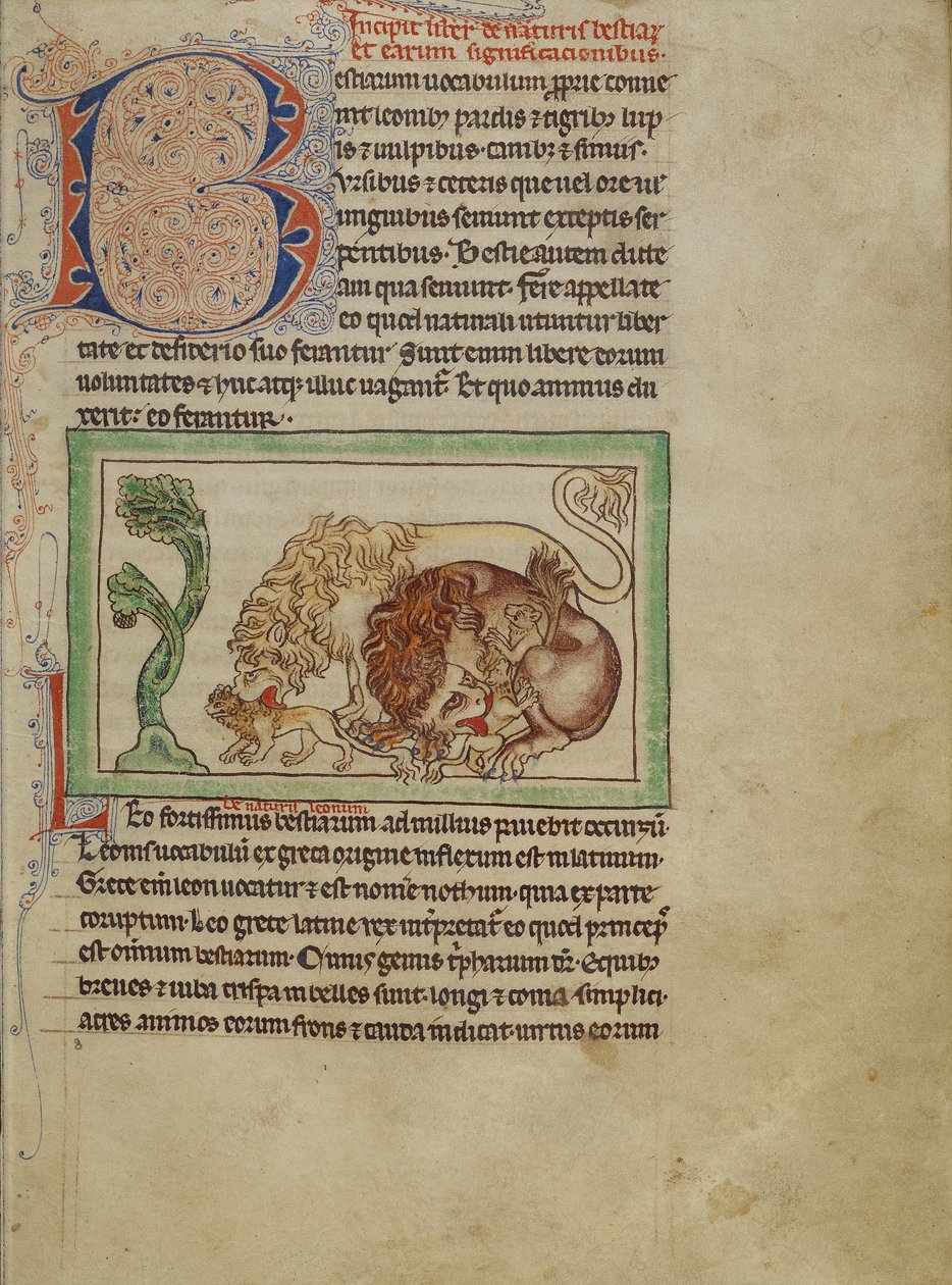 Northumberland Bestiary, n. 1250-1260 (värilliset pesut ja muste pergamentille) tekijältä English School