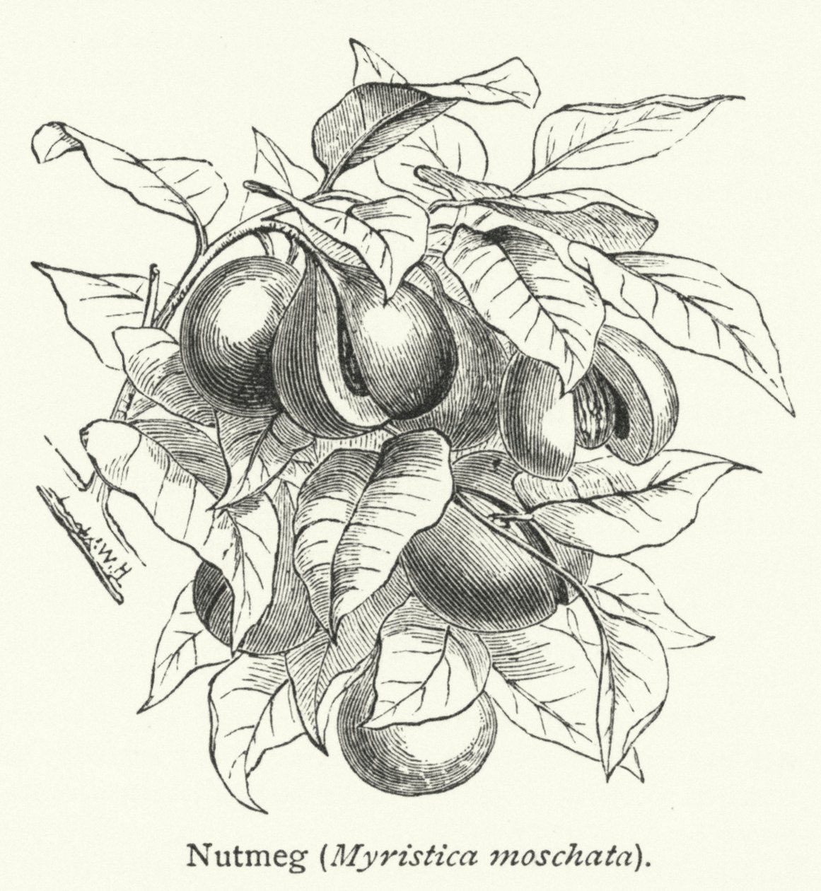 Muskottipähkinä (Myristica moschata) (kaiverrus) tekijältä English School