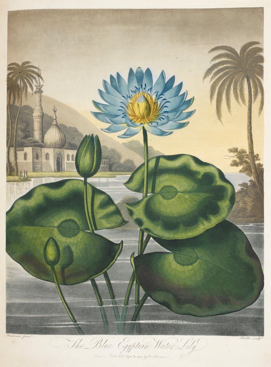 Nymphaea Caerulea, Sininen egyptiläinen vesililja tekijältä English School