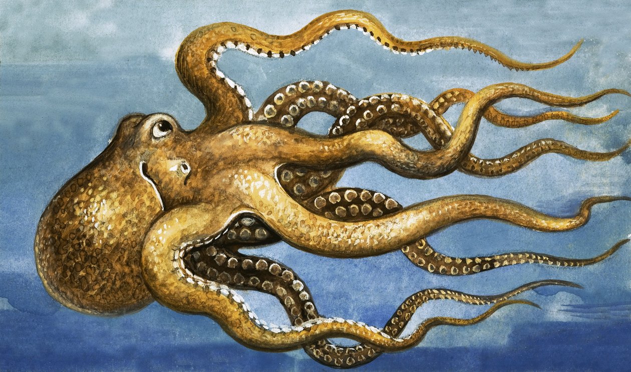 Octopus tekijältä English School