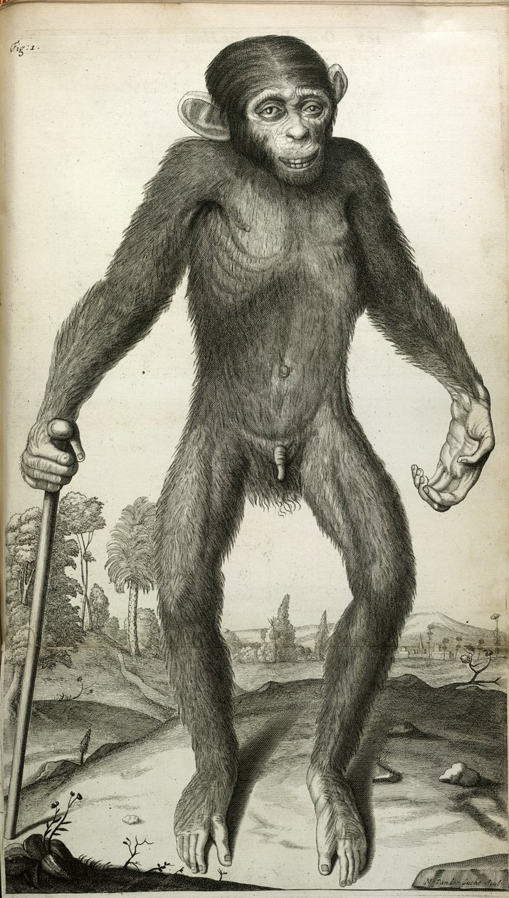 Orang-Outang, sive Homo Sylvestris: tai Pygmien anatomia verrattuna apinan, apinan ja ihmisen anatomiaan...", kirjoittanut Martha E. Tyson tekijältä English School