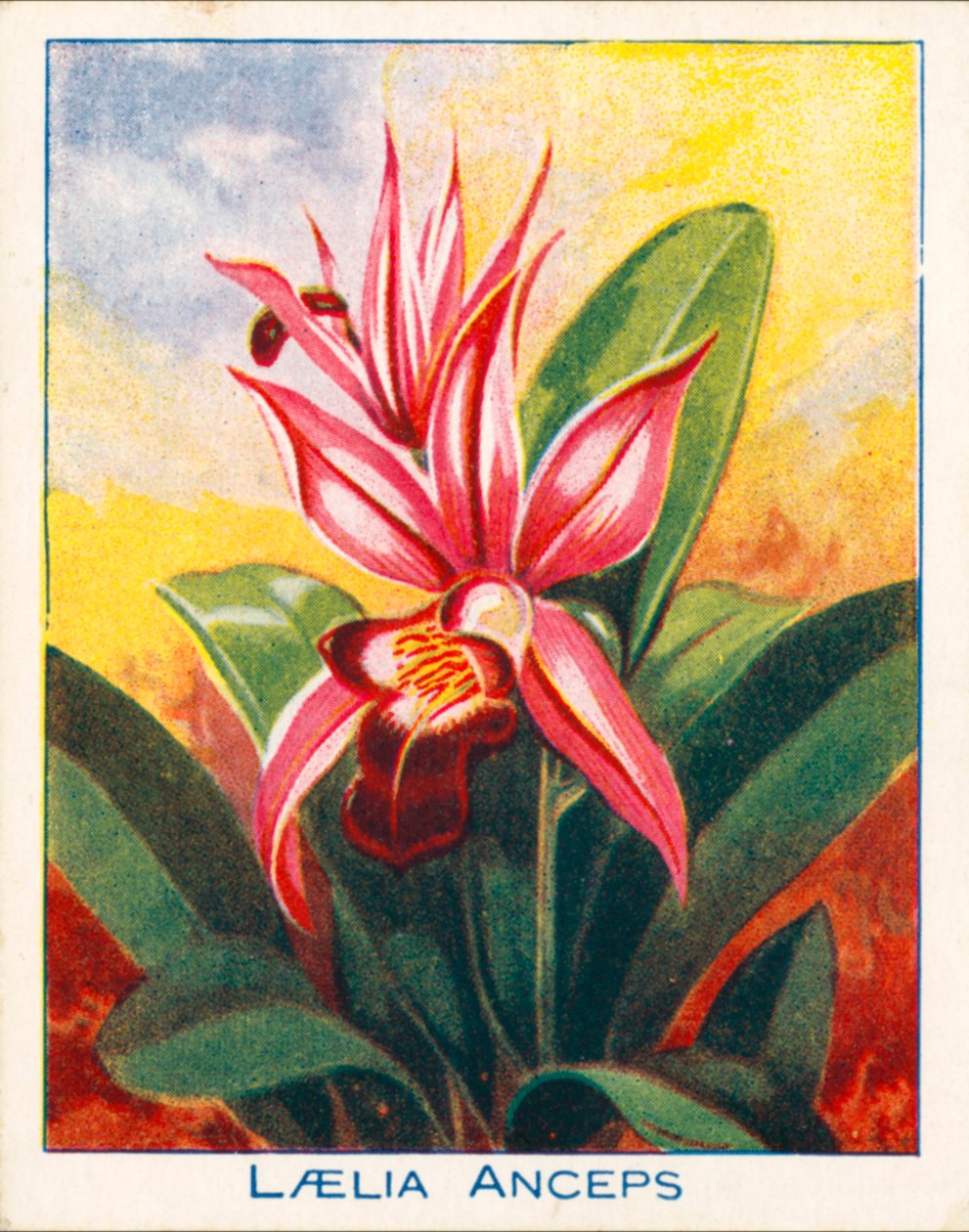 Orkideat: Laelia Anceps (väri litografia). tekijältä English School