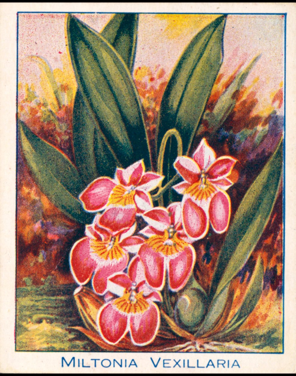 Orkideat: Miltonia Vexillaria (värilitho). tekijältä English School