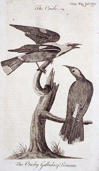 Oriole, 
