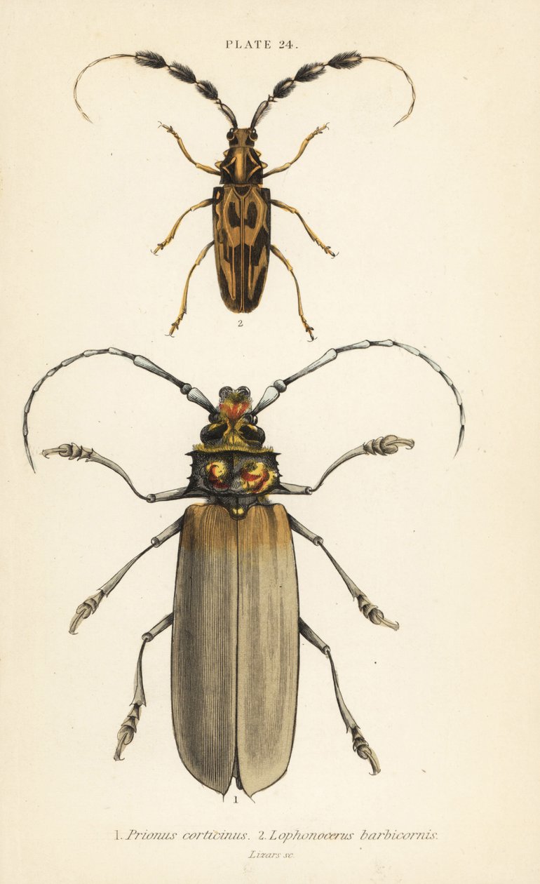 Orthomegas cinnamomeus Prionus corticinus 1 ja Batus barbicornis, Lophonocerus barbicornis 2 tekijältä English School