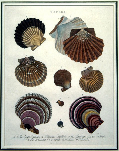 Ostrea, kuvitus Encyclopaedia Londinensisista (1796-1829), kaiverrettu J. Pass tekijältä English School