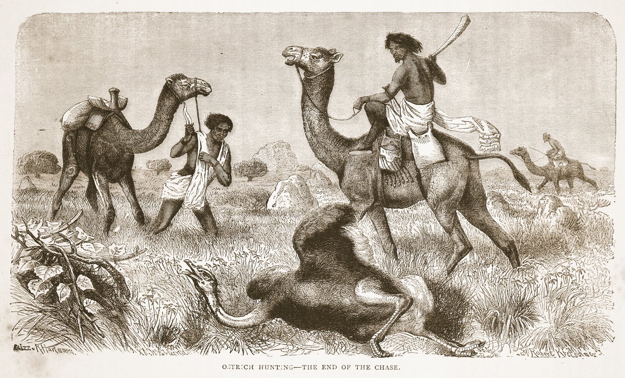Strutsimetsästys – takaa-ajon loppu, kuvitus J. Ewing Richien David Livingstonen elämän ja löytöjen kuvapainoksesta, pub. kirjoittanut A. Fullarton & Co., 1876 tekijältä English School