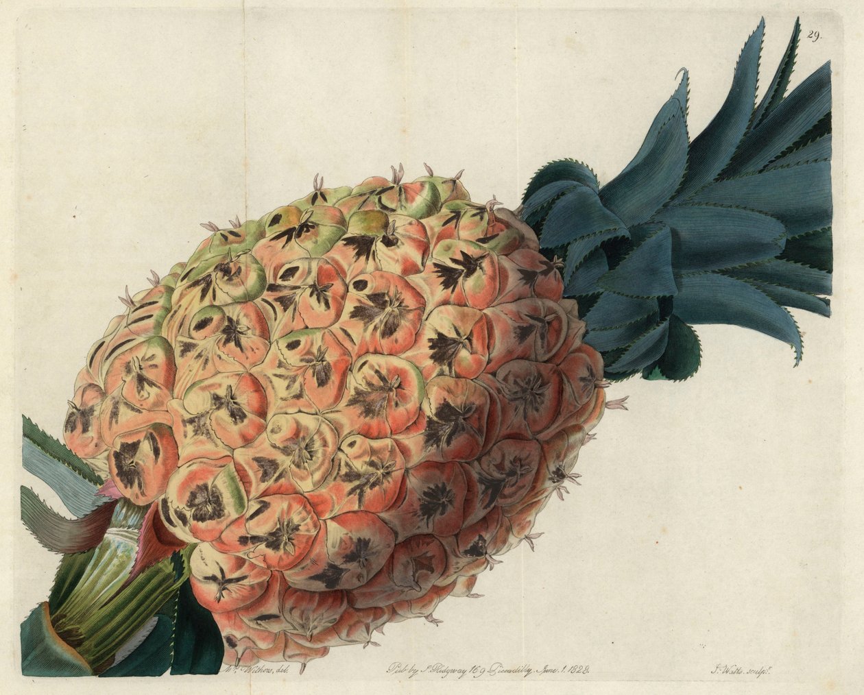 Otaheite-ananas John Lindleyn "Pomological Magazinesta" tekijältä English School