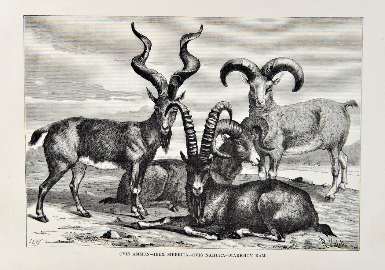 Ovis Ammon - Ibex Siberica - Ovis Nabura - Markhov Ram, Elisee Reclusin kuvitus teoksesta The Universal Geography, maa ja sen asukkaat, julkaistu 1878 tekijältä English School