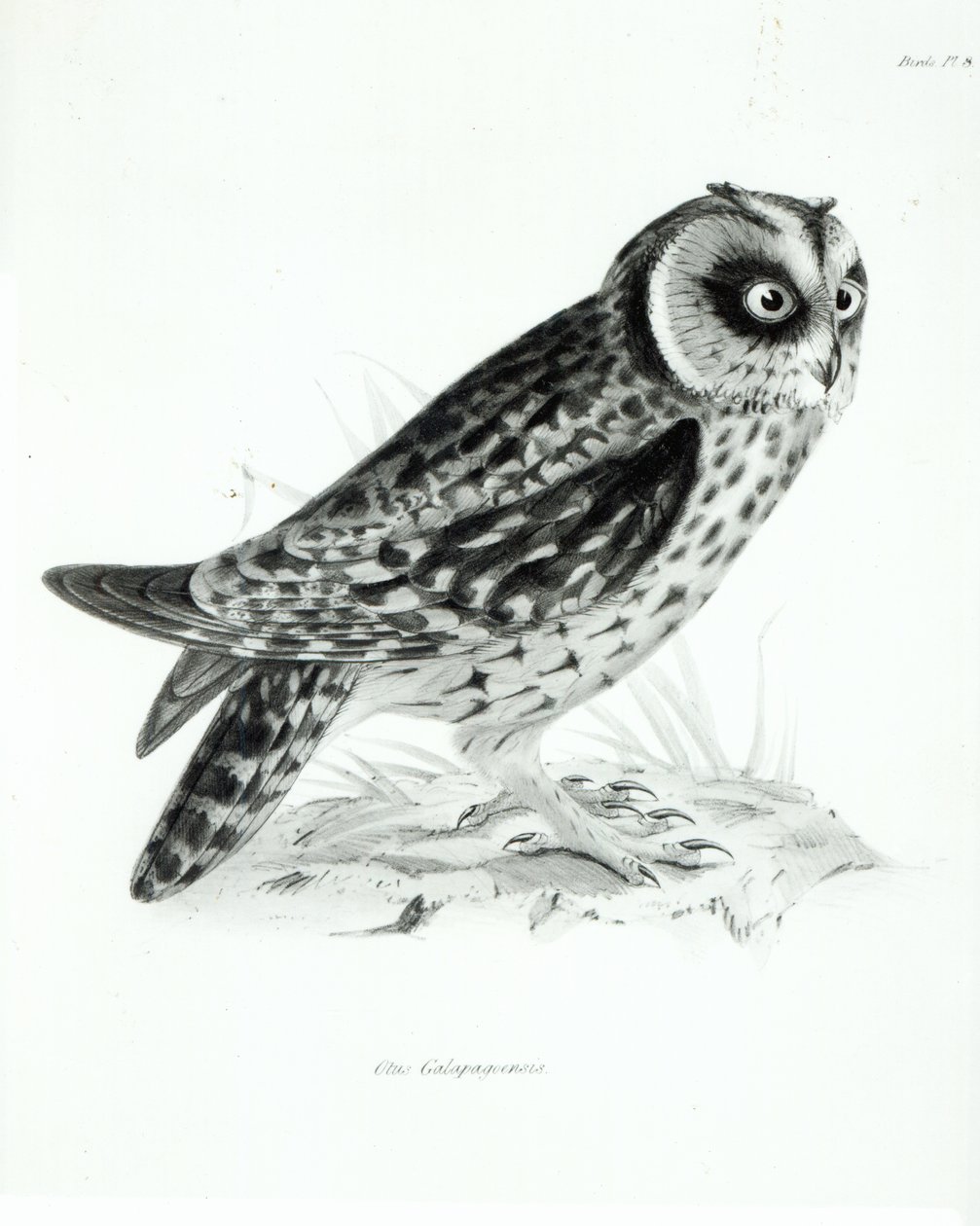 Pöllö, levy 3 Charles Darwinin teoksesta "The Zoology of the Voyage of H.M.S Beagle, 1832-36" tekijältä English School