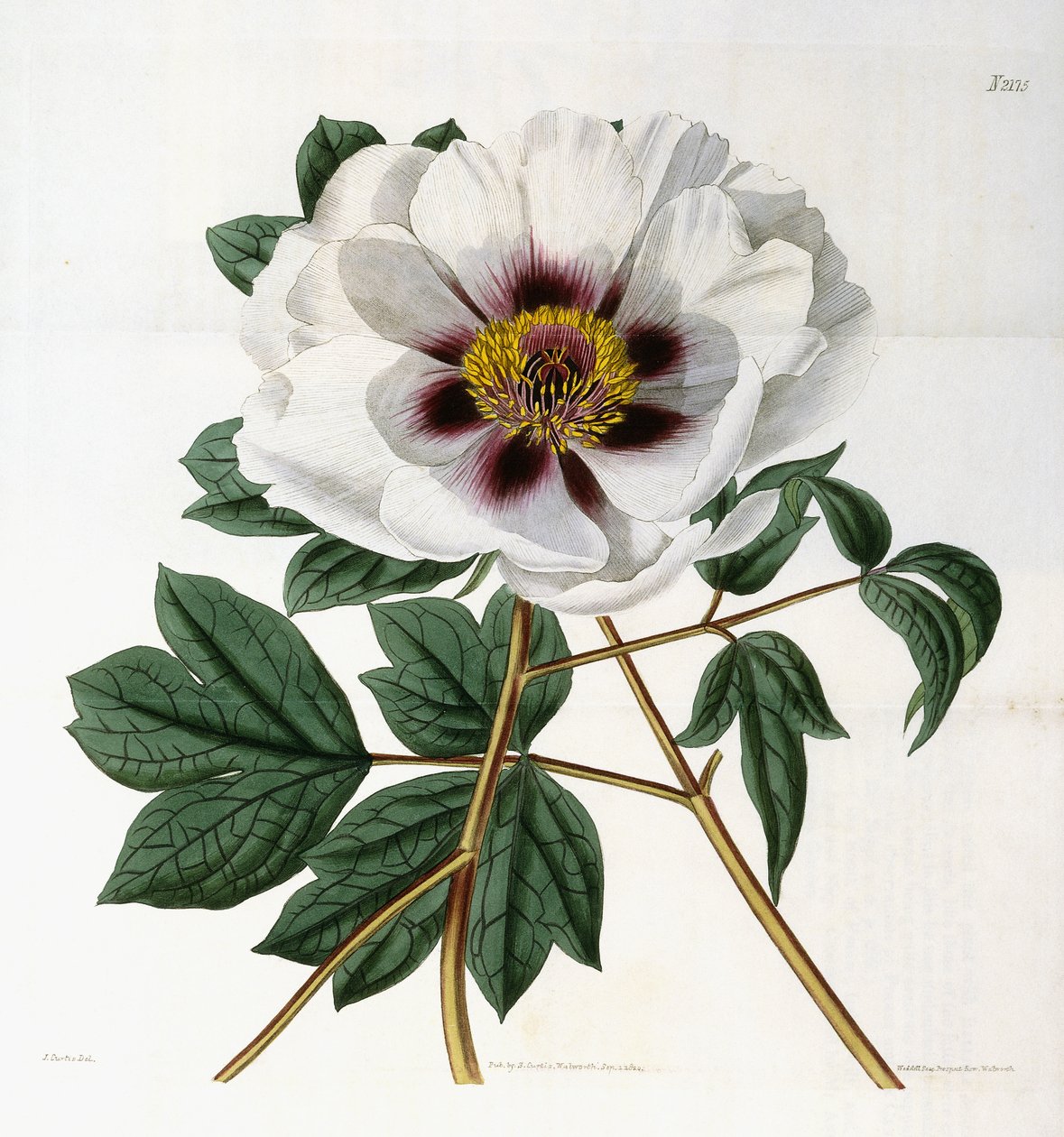Paeonia suffruticosa Andr. var. unikot, 1788-1896 tekijältä English School