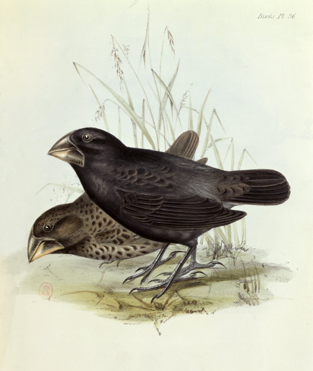 Geospiza Magnirostris -pari teoksesta The Zoology of the Voyage of H.M.S. Beagle 1832-36, Charles Darwin (1809-92), 1840 Lontoo tekijältä English School