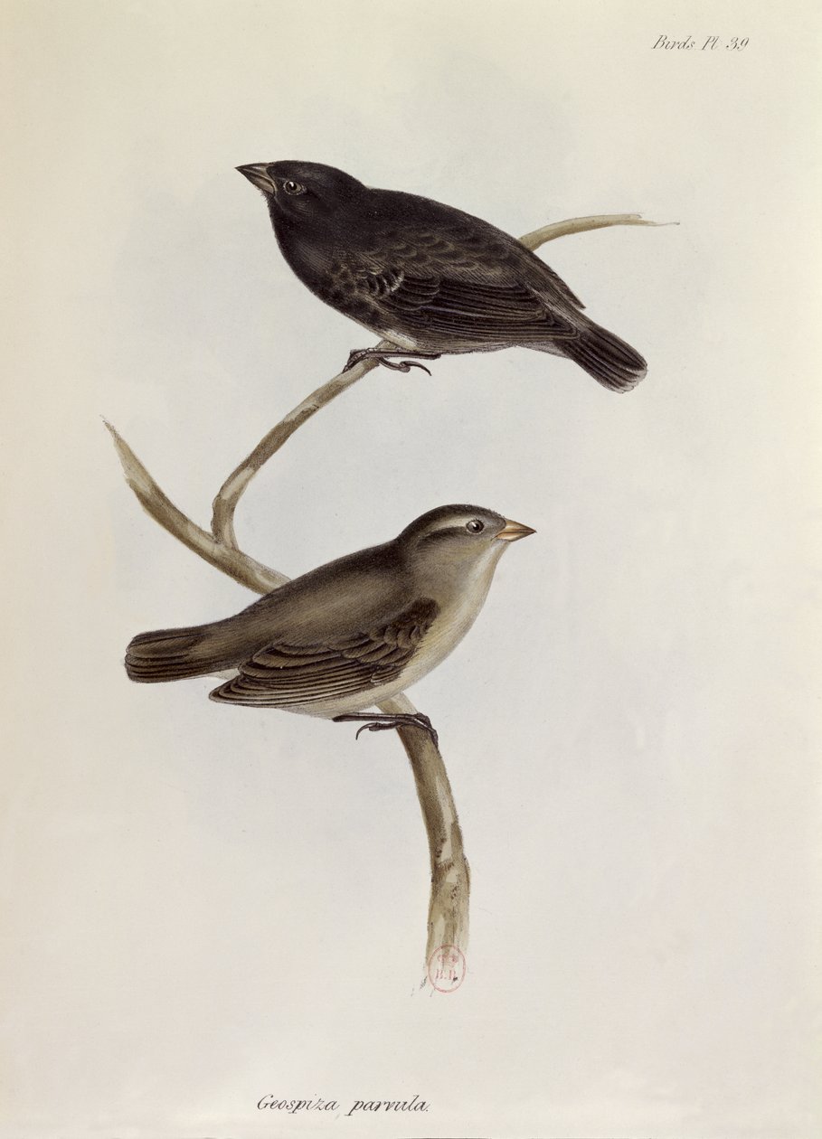 Geospiza Parvula -pari, kuvitus teoksesta Zoology of the Voyage of H.M.S. Beagle, 1832-36, kirjoittanut Charles Darwin (1809-92), 1840 tekijältä English School
