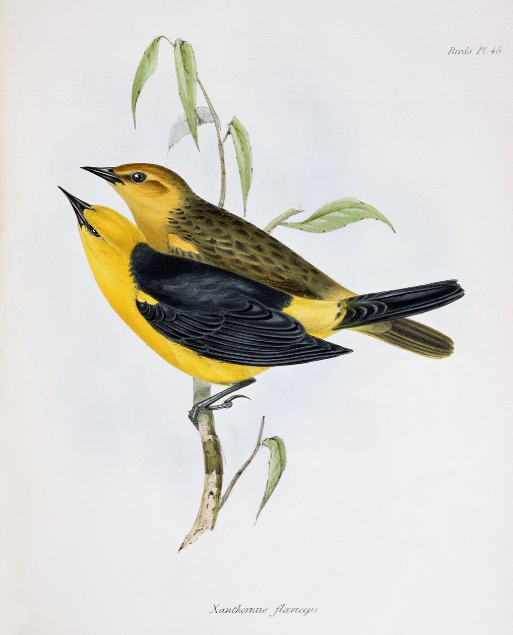 Xanthornus Flaviceps-pari, kuva teoksesta Zoology of the Voyage of H.M.S. Beagle, 1832-36, kirjoittanut Charles Darwin (1809-92), 1840 tekijältä English School